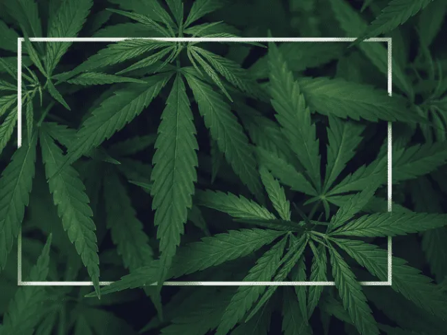 Marijuana Drug Prohibition